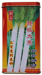 Super Scallion--Zhangqiu Scallion